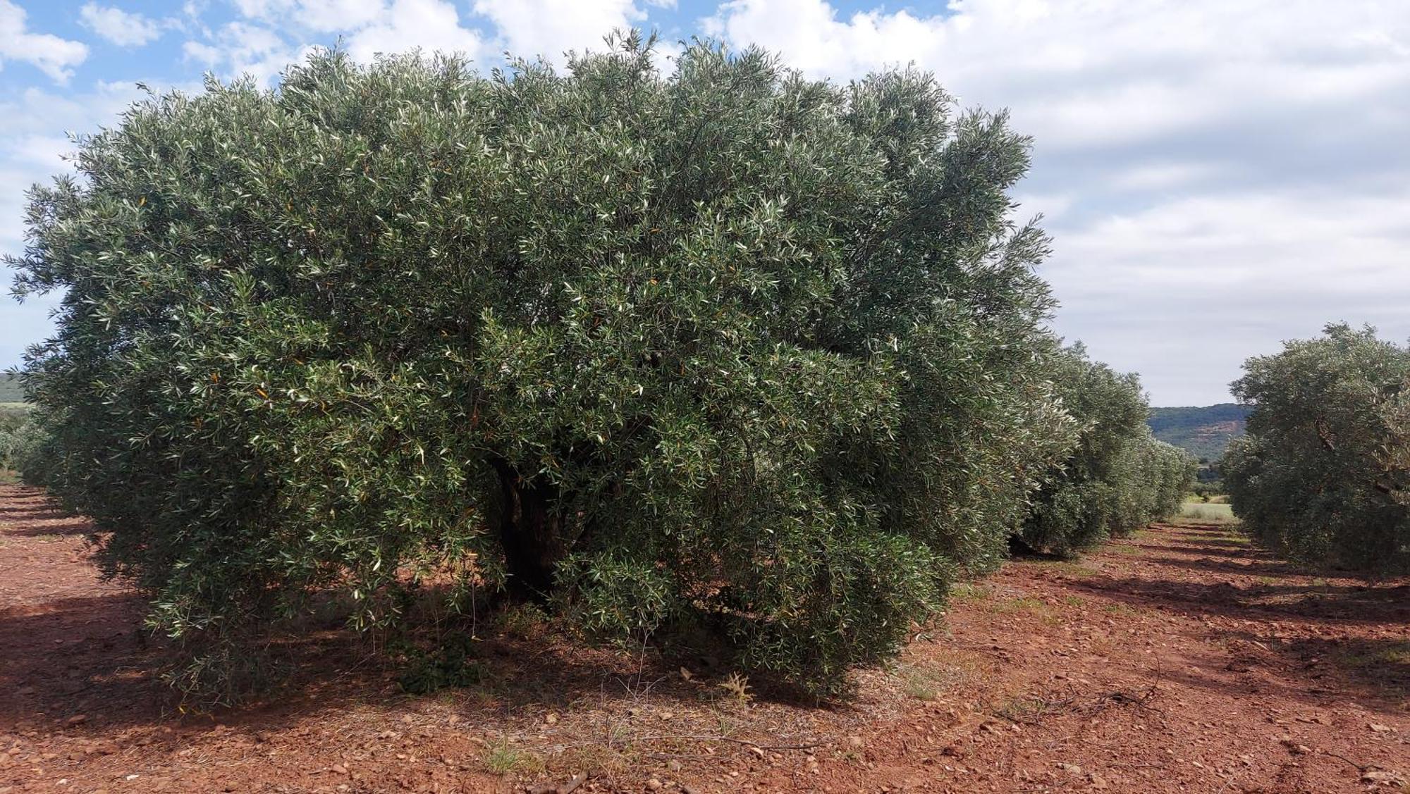 Escale Au Salagou Le Bosc  ภายนอก รูปภาพ
